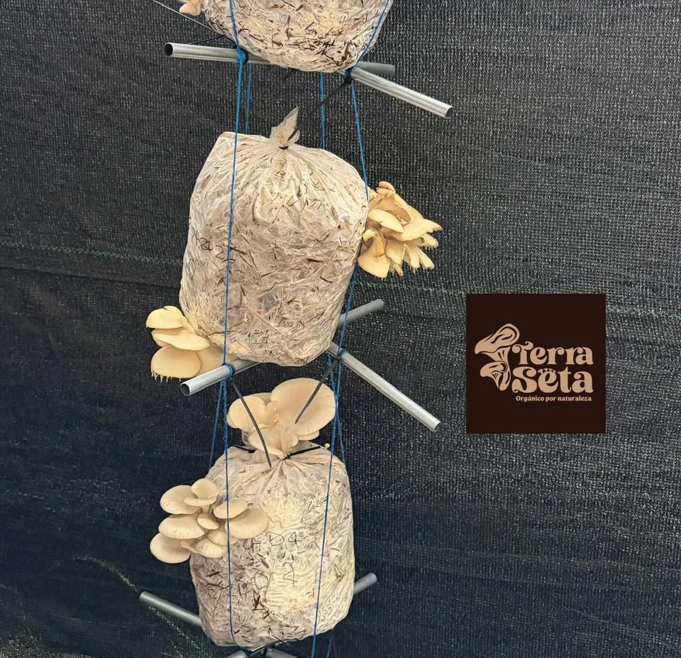 Proceso de cultivo artesanal de hongos en Terra Seta